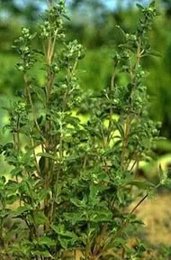 Heirloom Sweet Marjoram