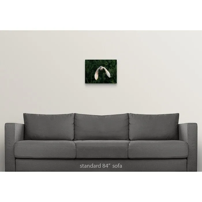 "Barn Owl (Tyto Alba) flying in East Yorkshire." Canvas Wall Art