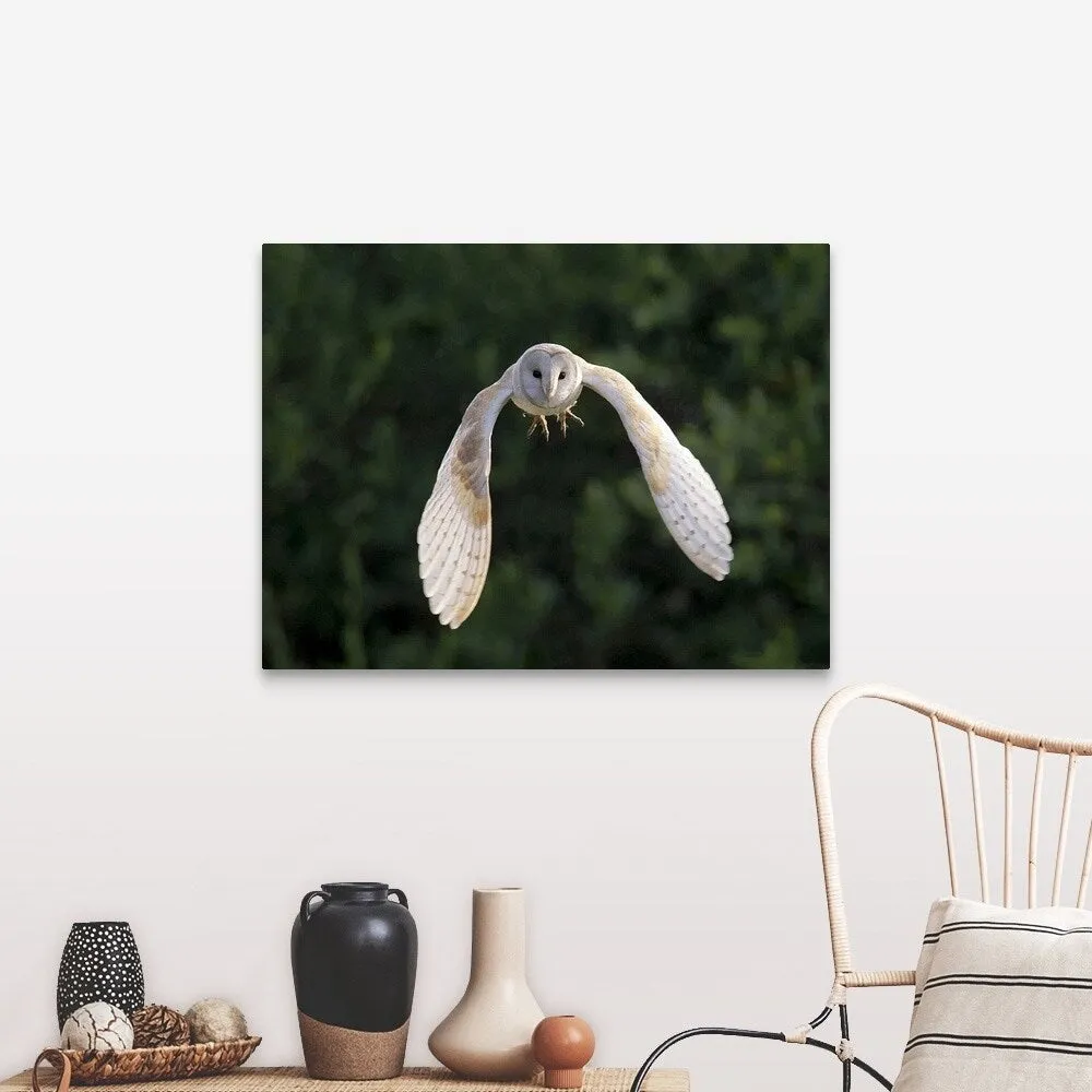 "Barn Owl (Tyto Alba) flying in East Yorkshire." Canvas Wall Art