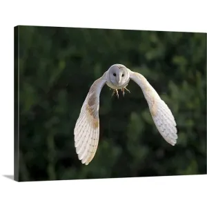 "Barn Owl (Tyto Alba) flying in East Yorkshire." Canvas Wall Art