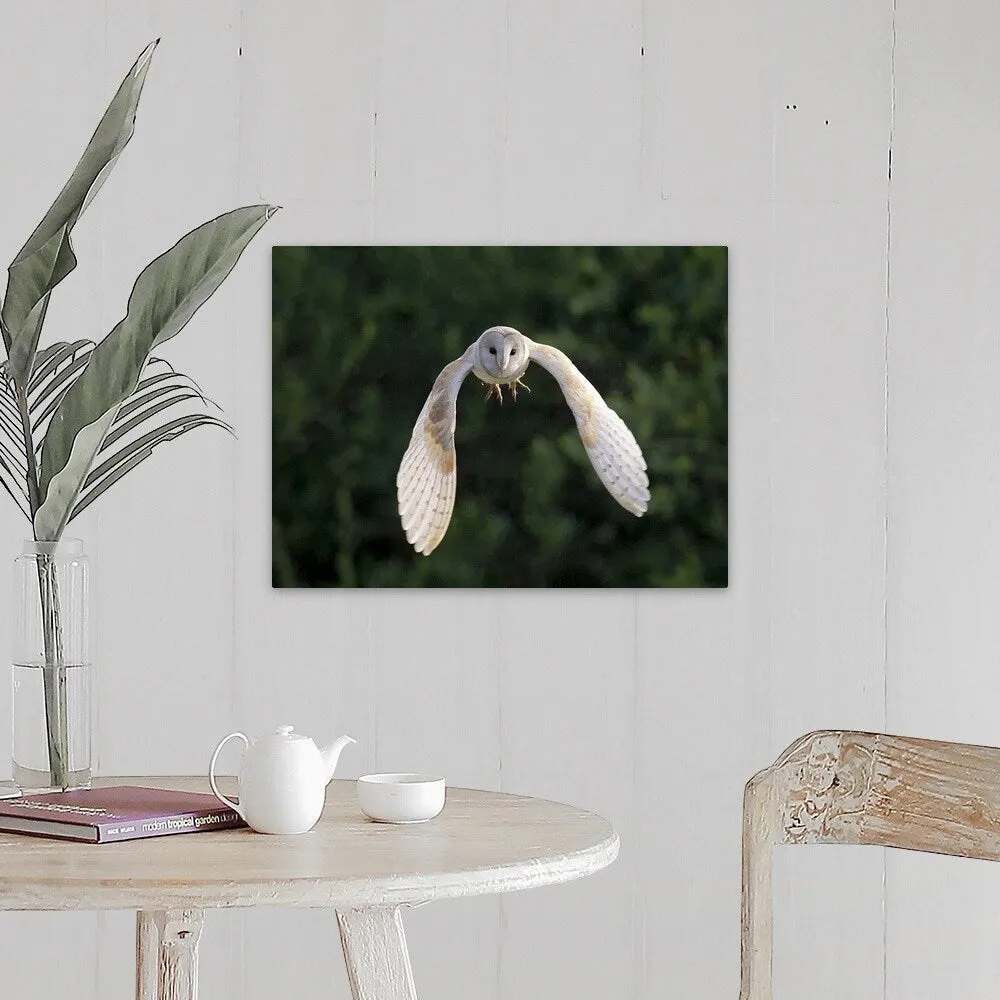 "Barn Owl (Tyto Alba) flying in East Yorkshire." Canvas Wall Art