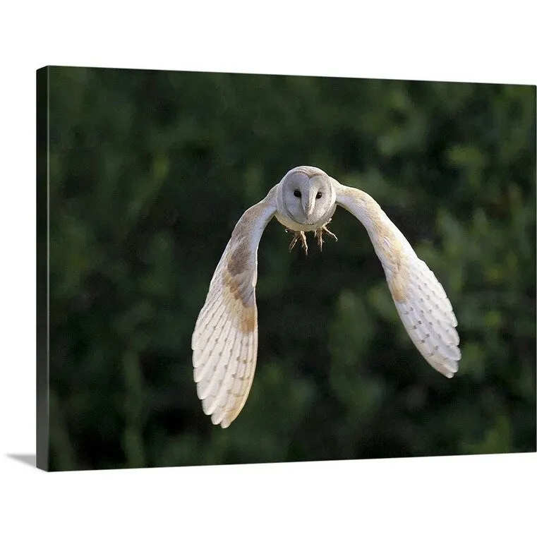 "Barn Owl (Tyto Alba) flying in East Yorkshire." Canvas Wall Art