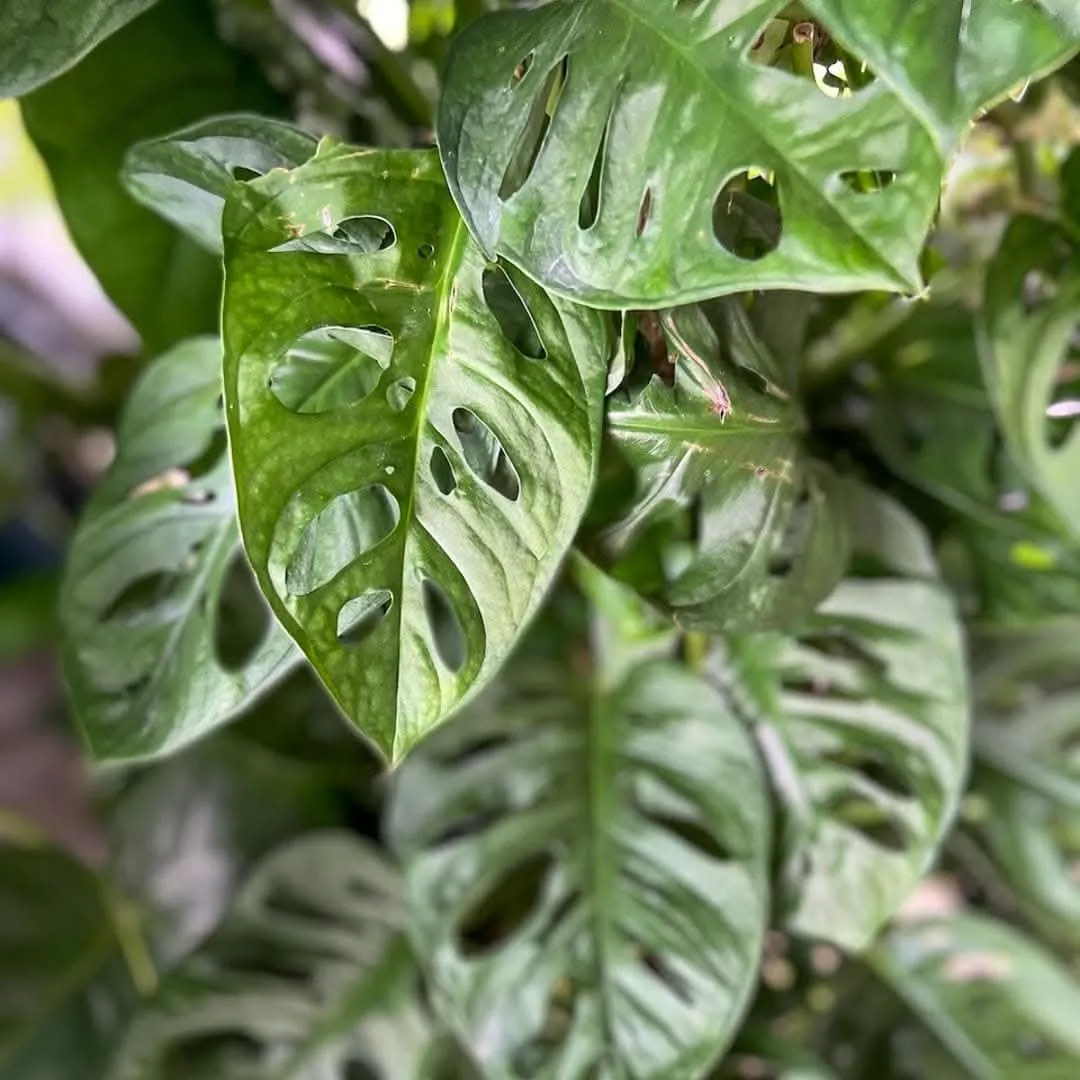 Swiss Cheese Monstera