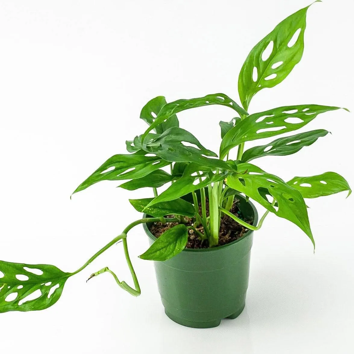 Swiss Cheese Monstera