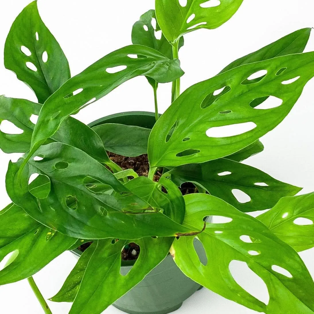 Swiss Cheese Monstera