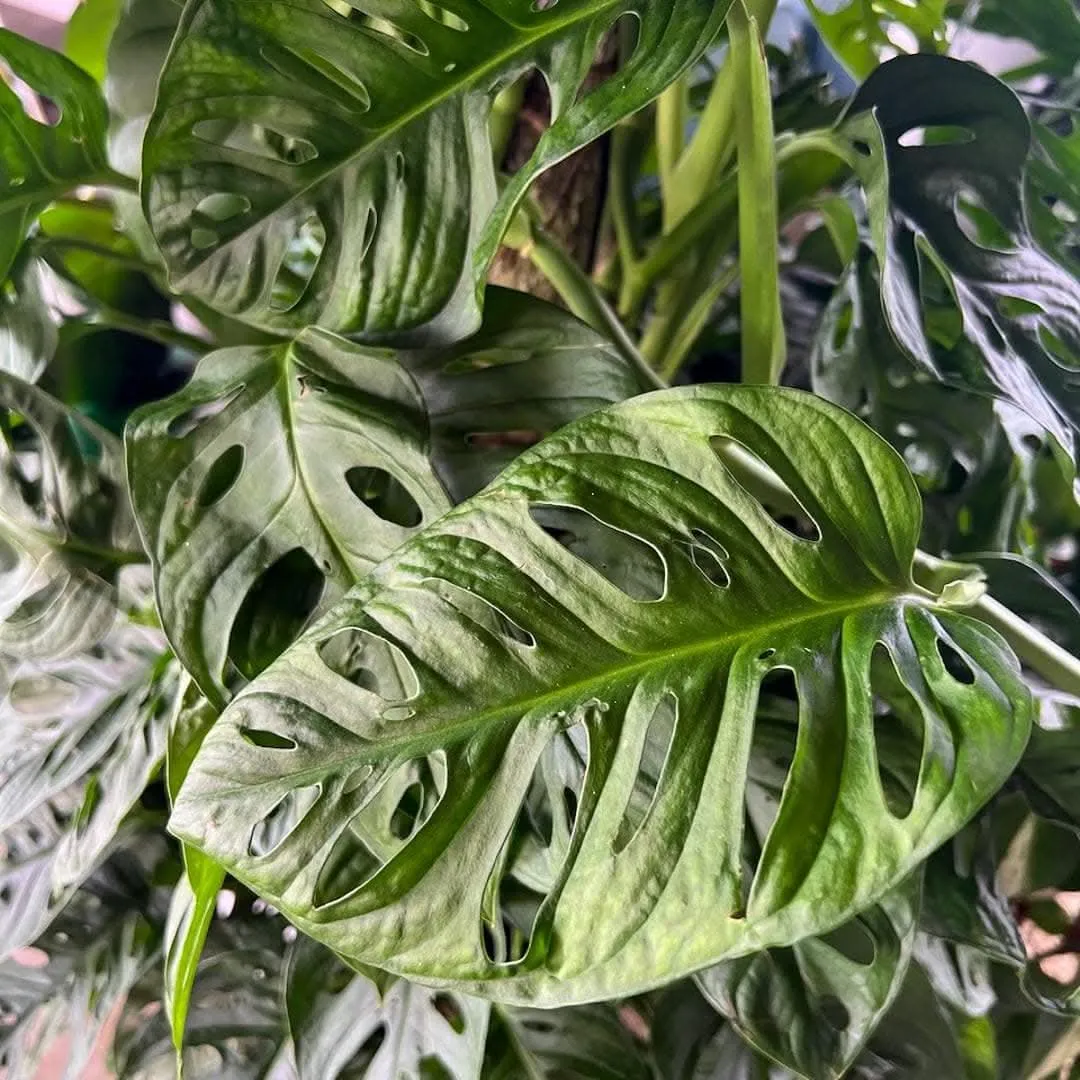 Swiss Cheese Monstera