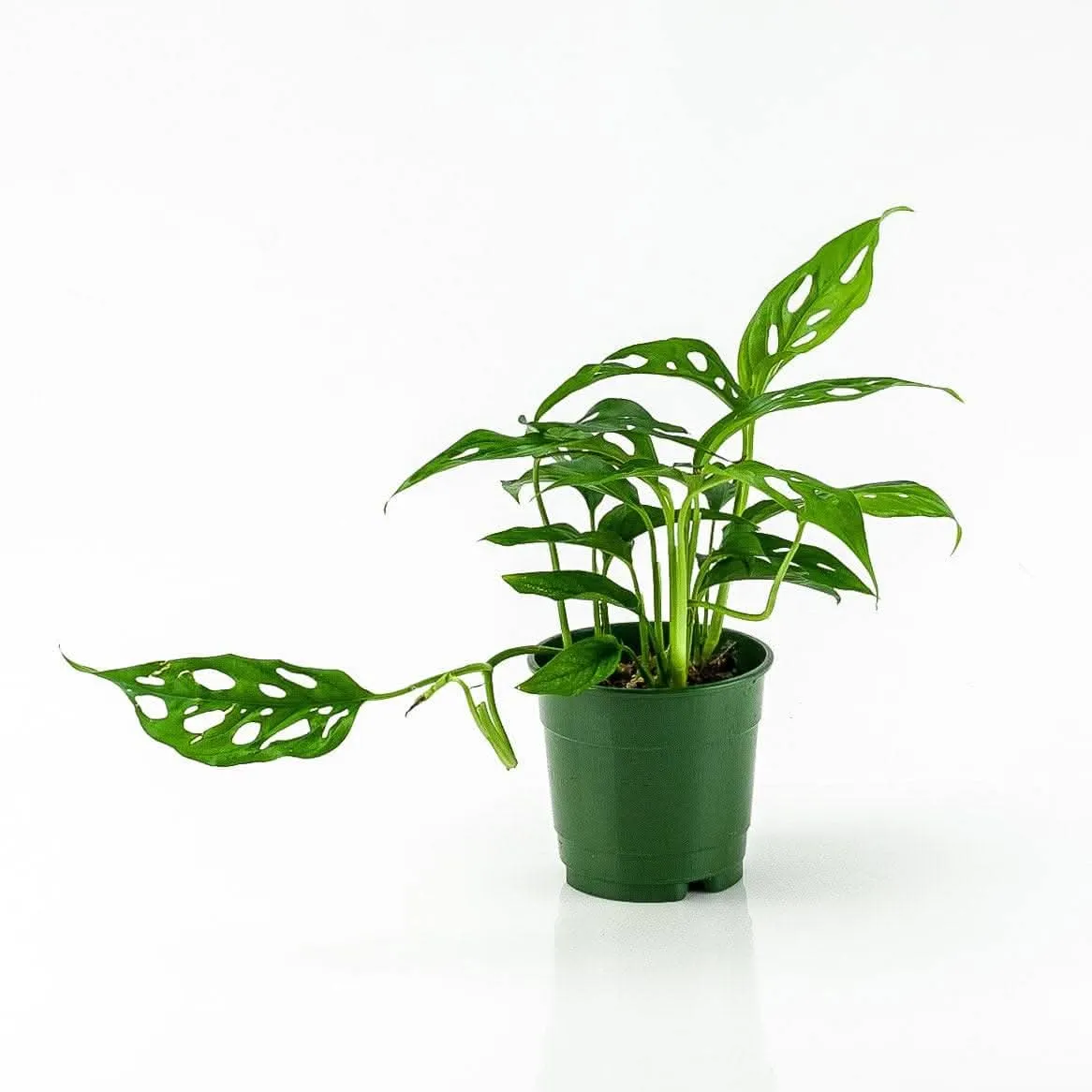Swiss Cheese Monstera
