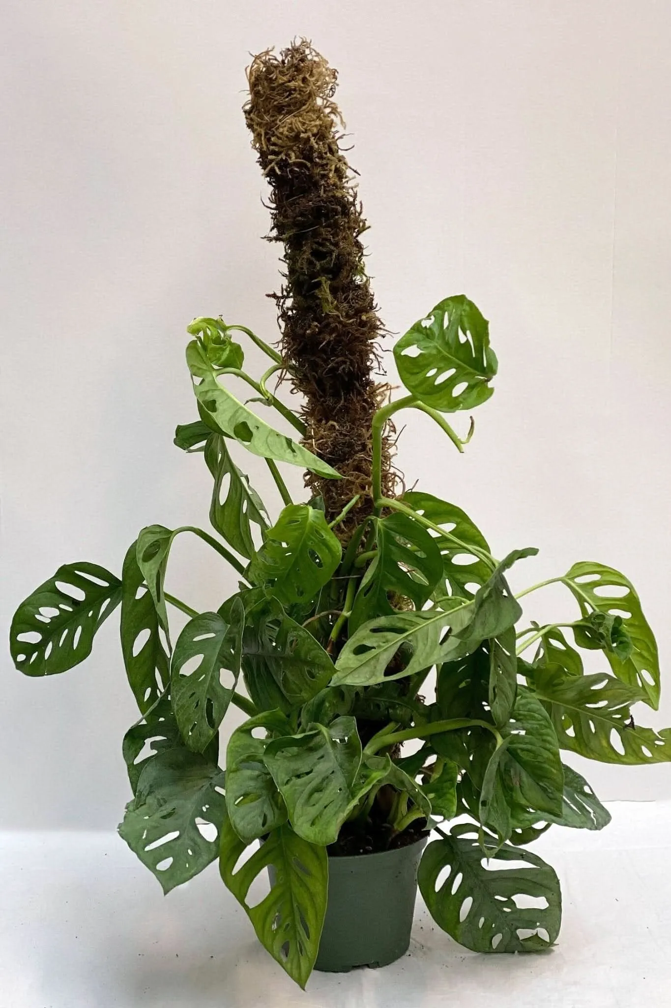 Swiss Cheese Monstera