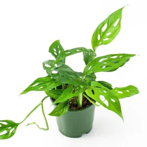 Swiss Cheese Monstera