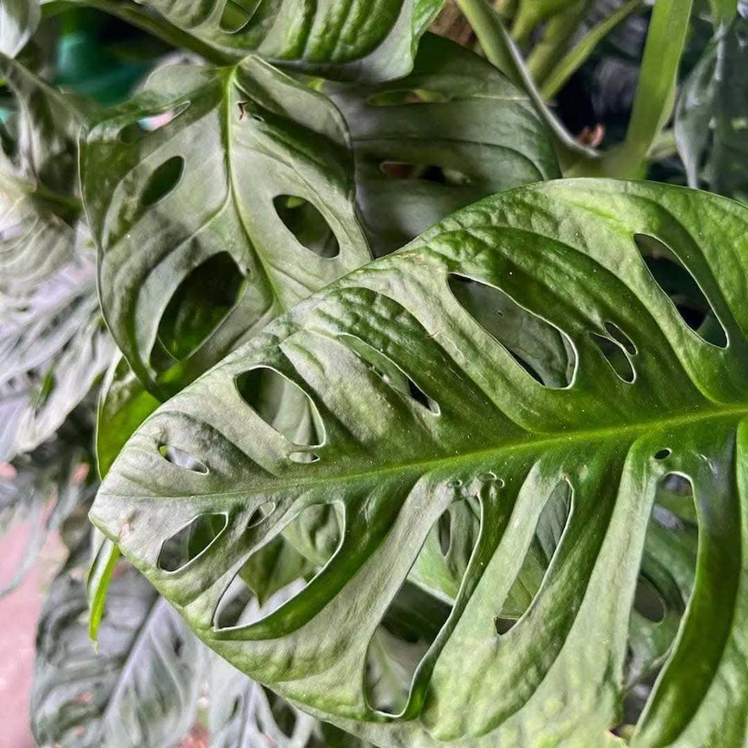 Swiss Cheese Monstera