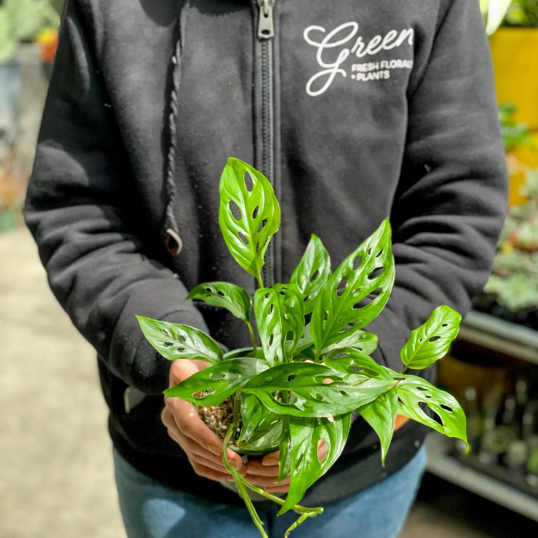 Swiss Cheese Monstera
